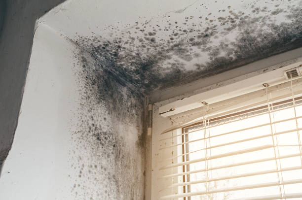 Affordable Mold Removal solutions in Jonestown, PA